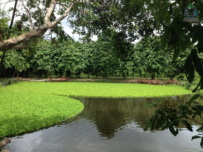 Xử lý nưoc thải chăn nuôi heo bằng hầm biogas và hồ sinh học