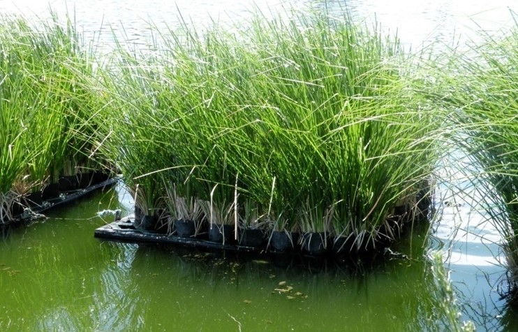 Cỏ vetiver (cỏ hương bài) và ứng dụng của chúng trong xử lý nước thải